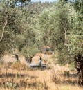 Zeytin Tahin Helva